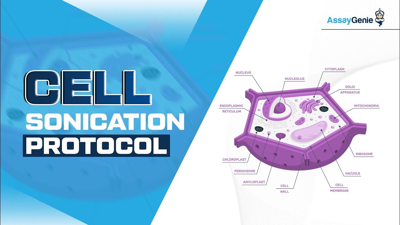 Cell Sonication Protocol YouTube