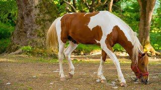 Πανέμορφα άλογα | Amazing horses