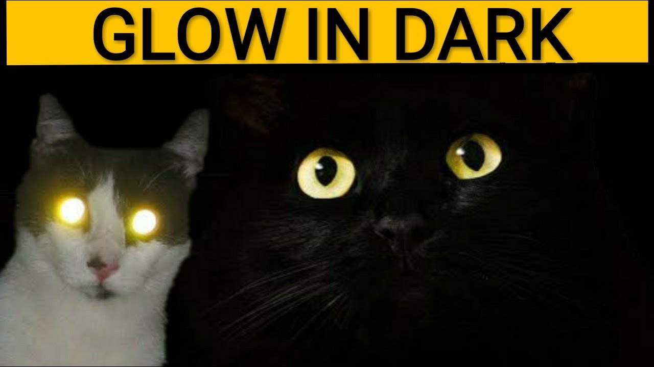 Why eyes of some animals shine in dark - uknowya - YouTube