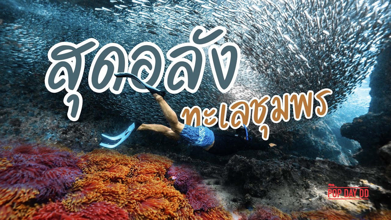 ดำน้ำชุมพร เกาะร้านเป็ด–ร้านไก่ 🐠 | Blue Life Resort | ดำน้ำดูปะการัง & ฝูงปลาขนาดใหญ่