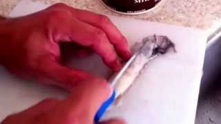 How to Cut Squid for Bait.