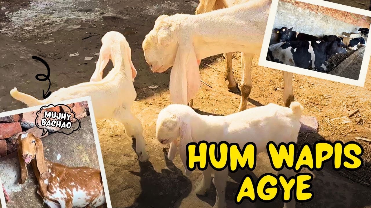 Akhir Itny Din Vlog Kyun Ni Aya? 😟| Bakri Ky Bachy Ko Kiya Hua 😨 | Farm New Look 😍