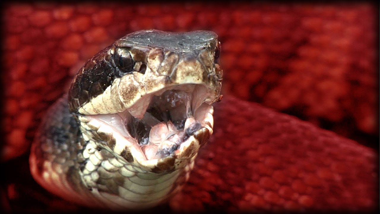 Cottonmouth vs Rattlesnake 03 Music YouTube