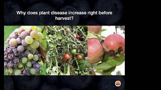 Why Plant Disease Increases Before Harvest