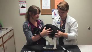 Wellness Exam for Your Cat
