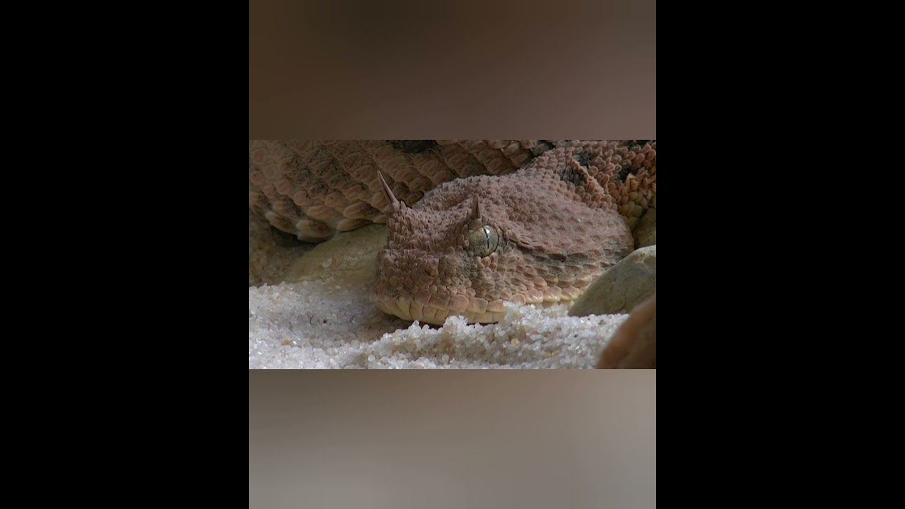 "cerastes"/Arabian horned viper..