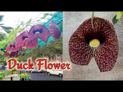 Duck flower/ aristolochia reticulata plant care 