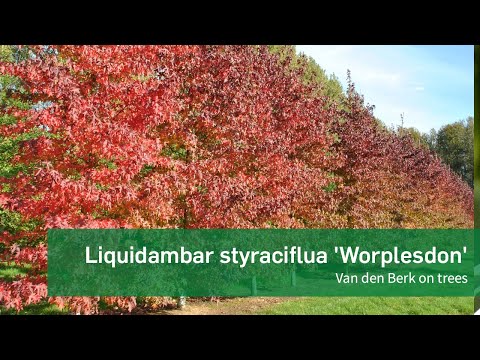 Video: Liquidambar - De Decoratie Van De Herfst