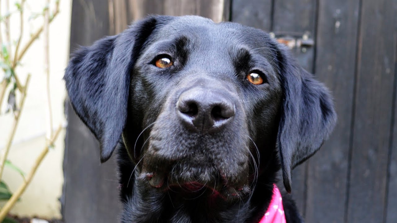 old black labrador