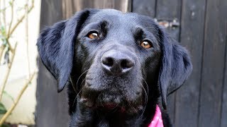 Molly The Black Labrador: 1 Year - 2 Years by Bex88 114,421 views 6 years ago 24 minutes