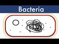 Bacteria updated 2022leaving cert biologybiology bugbears monera