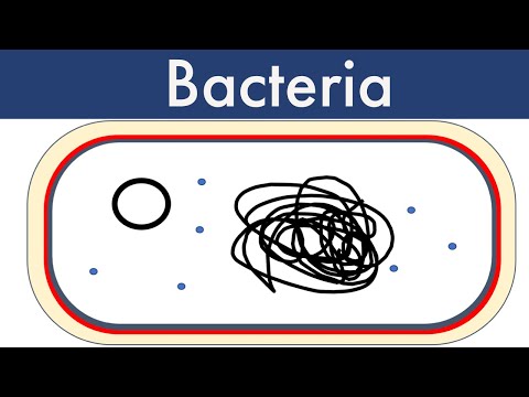 Bacteria Updated 2022-Leaving Cert Biology-Biology Bugbears Monera
