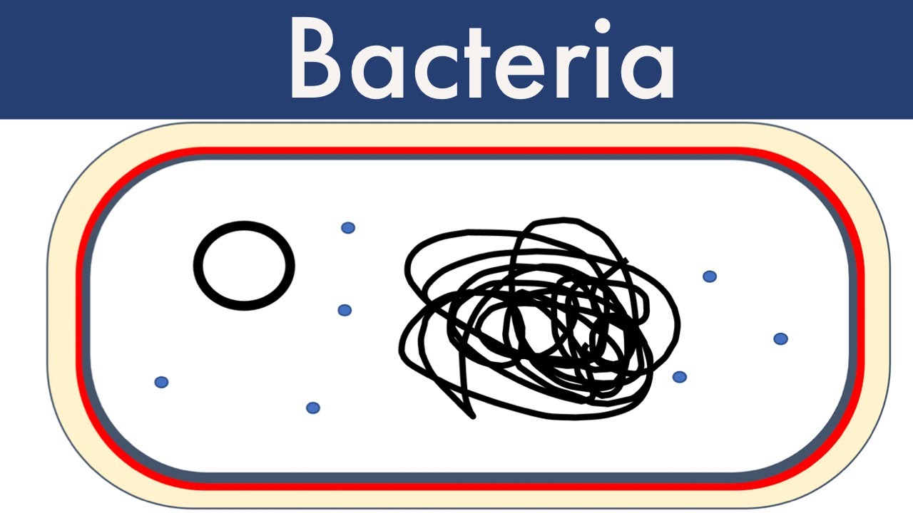Bacteria Updated 2022-Leaving Cert Biology-Biology Bugbears Monera ...