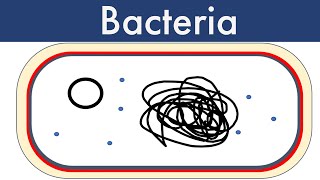 Bacteria Updated 2022-Leaving Cert Biology-Biology Bugbears Monera