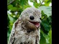 Pajaro fantasma.