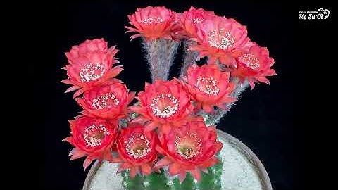 Cactus Bloom Beautiful - Time lapse Footage - Hoa Xương Rồng Nở