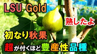イチジク【LSU Gold】初なり秋果が熟しました 豊産性の高さと品種の