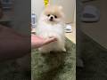 今も上手だけど、生後2ヶ月の頃が完成度高すぎた。#shorts #子犬の成長 #ポメラニアン
