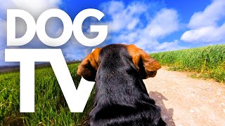 GoPro DogTV | Your Dog's 5hr Virtual Dog Walk Through Tranquil Rural Parks  Dog PointOfView