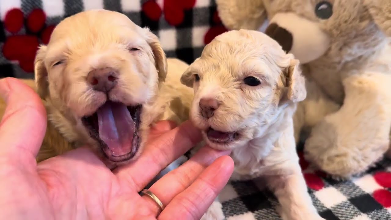Goldie’s 8 Cockapoos 