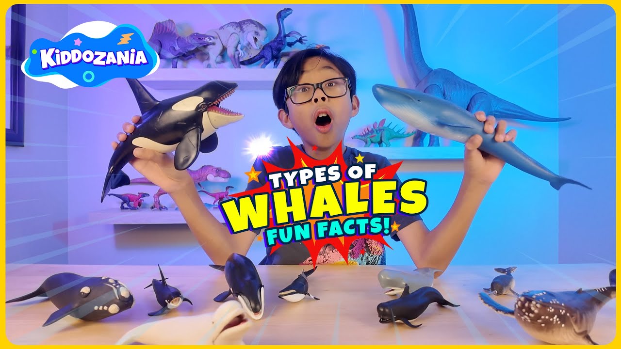 Learn the Different Types of Whales Names and Fun Facts for Kids | Whale Toys | Hunter of Kiddozania