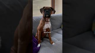 👀✨ She’s The Most Perfect Thing Resimi