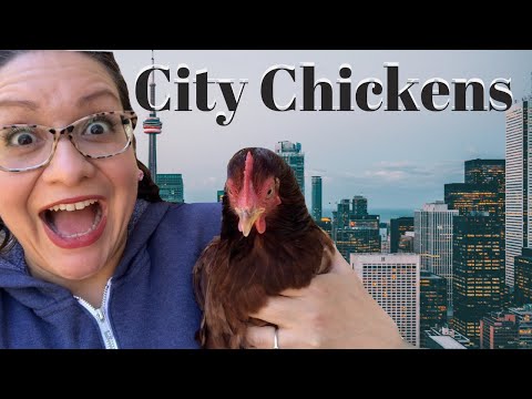 Video: Ali lahko imate piščance v urbani il?