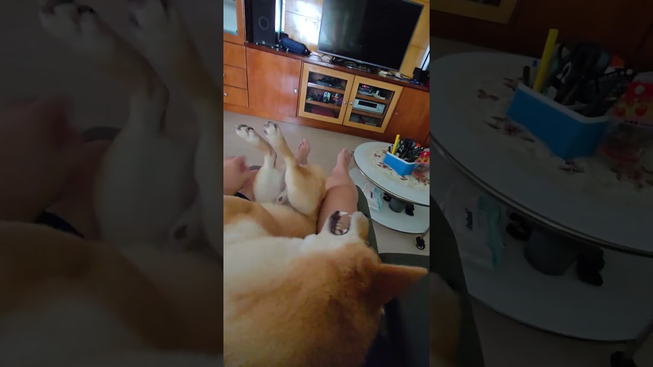 Warning: Cutest trap ever! His Paws Said 'You're Mine Now' 