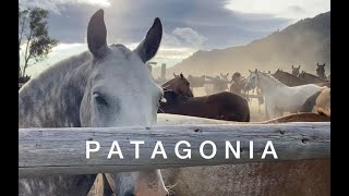 Beautiful Criollo Horses In Patagonia Argentina
