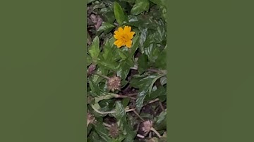 Hoa #autocad #dance #caybuttre #caidatmaytinh #travel #caytrang #caycomui #nhachaymoingay #cat