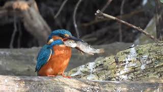 Ijsvogel Met Prooi Spectaculair Jachtmoment Natuur Met Peter -Met-Peter