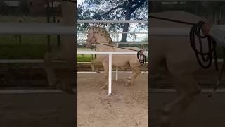 #caballos #caballobailador #horse #caballosdebaile #caballosfinos #perlino #caporal 🔥🔥🔥👌👏