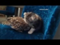 Cat vs owl :DDDDDDDDDDDDDDDD