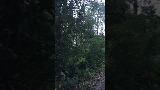 Puerto Viejo de Talamanca forest