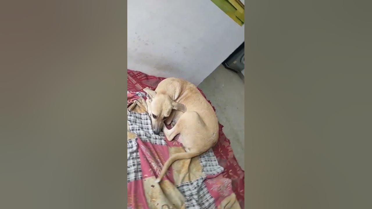 please-help-street-dogs-viral-shorts-youtubeshorts-pets-lovely