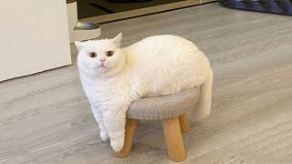 Default Cat Behavior 😹 Funniest Cat Compilation of the Year Part 17