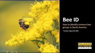 An Introduction to Bee Diversity and Identification