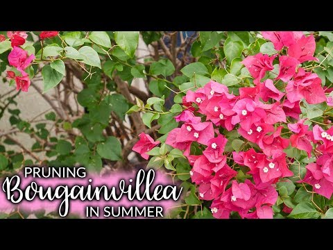 Pruning A Bougainvillea In Summer (Mid-Season) For More Bloom / Joy Us Garden