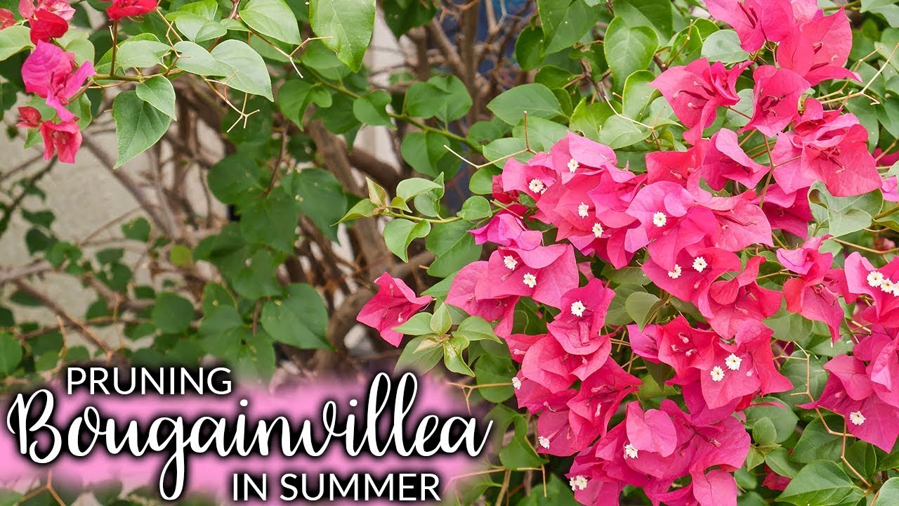 Pruning A Bougainvillea In Summer (MidSeason) For More Bloom / Joy Us Garden YouTube