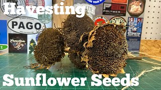 Harvesting Sunflower Seeds