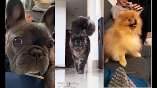 Fun Cute Fluff Animals Compilation 136