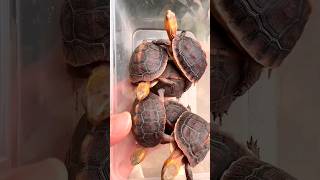 Rare golden turtle #shorts #viral #trending