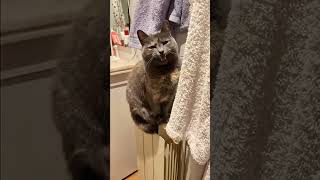 tomcat