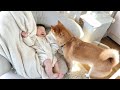 顔近づけてくる柴犬にキャッキャと喜ぶ5ヶ月赤ちゃん