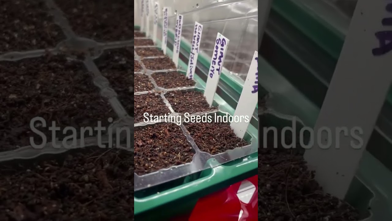 Выращиваю рассаду в помещении! Моя установка для выращивания рассады! 