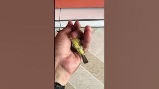 Ciri-ciri opyor jambul jantan 100% 👍