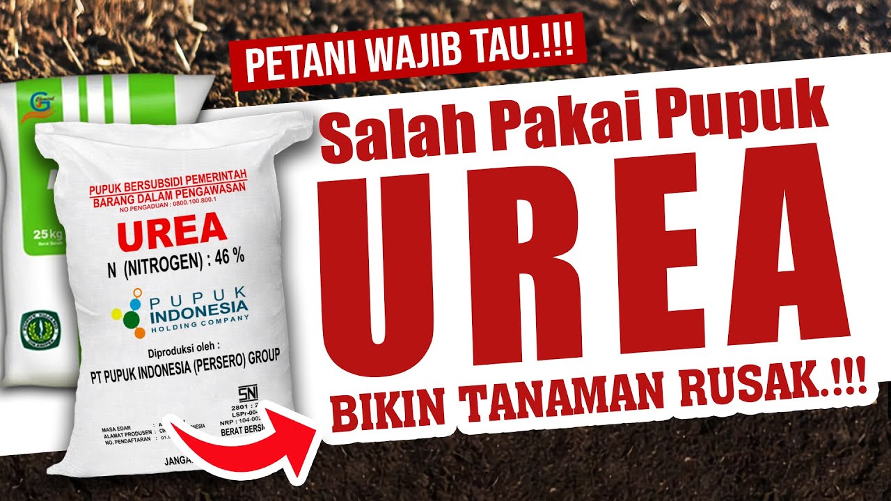 WASPADA.❗❗❗ SALAH PAKAI PUPUK UREA BIKIN RUSAK  TANAMAN | Unsur Hara Nitrogen