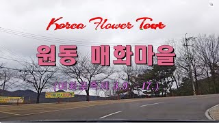 🌺Korea Flower Tour🌺 13. 양산 원동매화마을 투어(Walking Tour)[4K]