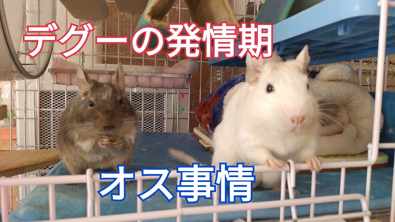 デグーの発情期　オス事情