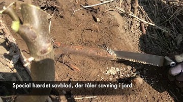 Silky Gomtaro 240 8 Root